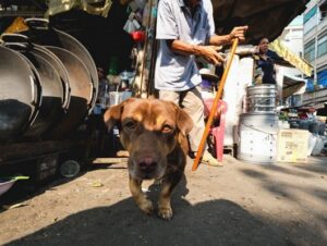 lam sao de bat duoc khoanh khac vang trong nhiep anh 12