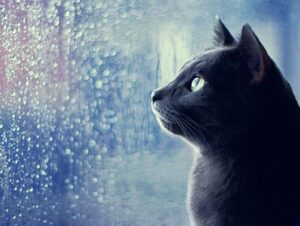 di chup anh gap thoi tiet xau ban se lam gi