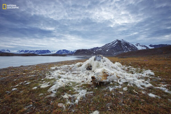 Đây là những phần còn lại của một con gấu bắc cực, được tìm thấy trên một hòn đảo phía Bắc Svalbard, Na Uy. Dựa vào tình trạng của răng thì có vẻ như nó bị chết đói. Đây có lẽ là do ảnh hưởng của sự nóng lên toàn cầu và băng tan đã ảnh hưởng đến số lượng loài gấu bắc cực.