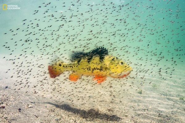 Một con cá hoàng đế cái đang bảo vệ đàn con tại hồ nước ngọt Maiami, Florida. Nó sẽ bảo vệ đàn con khỏi các loài ăn thịt khác cho đến khi chúng đủ lớn. Đây là loài cá nước ngọt nhiệt đới, được mang đến Florida vào giữa những năm 1980 từ Nam Phi để kiểm soát số lượng cá rô phi.