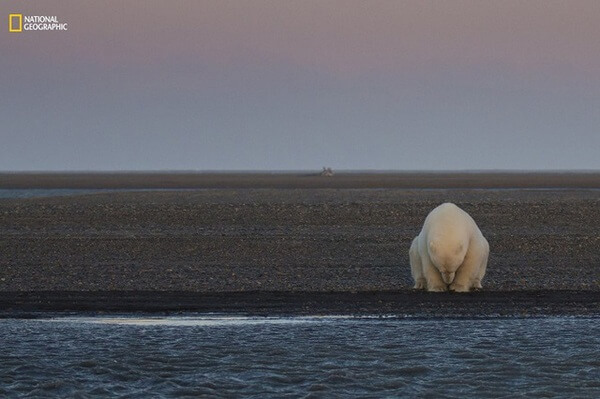 Một chú gấu trắng đơn độc tại đảo Barter ở Alaska vào khoảng thời gian đáng lẽ ra phải có tuyết rơi. Người dân ở đây cho biết họ đã phải trải qua một mùa đông không hề lạnh giá và tuyết rơi muộn. Điều đó đã tác động đến số lượng loài gấu trắng ở đây bởi đây là thời gian để chúng săn hải cẩu, tích trữ cho những tháng mùa đông.