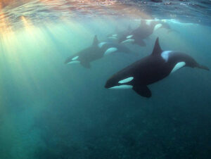 chiem nguong nhung buc anh dep nhat trong cuoc thi nhiep anh gia ve moi truong duoi bien 2017 19