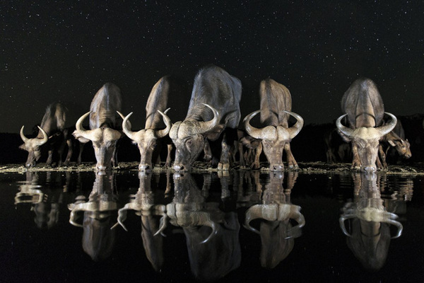 12. Tác phẩm: Buffaloes and Stars. Nhiếp ảnh gia: Andreas Hemb (Thuỵ Điển). Hạng: Mở rộng. Thể loại: Đời sống hoang dã