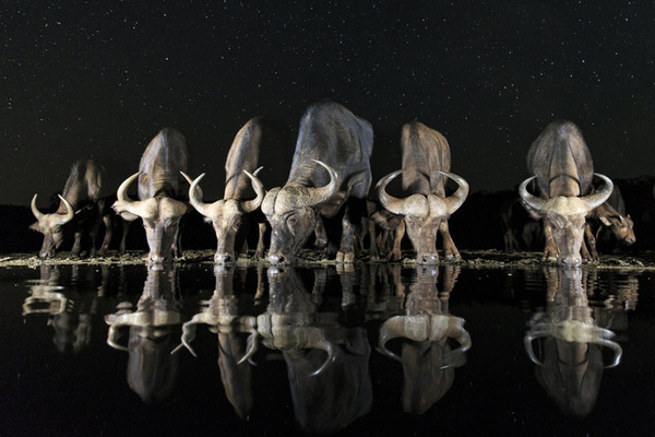 12. Tác phẩm: Buffaloes and Stars. Nhiếp ảnh gia: Andreas Hemb (Thuỵ Điển). Hạng: Mở rộng. Thể loại: Đời sống hoang dã