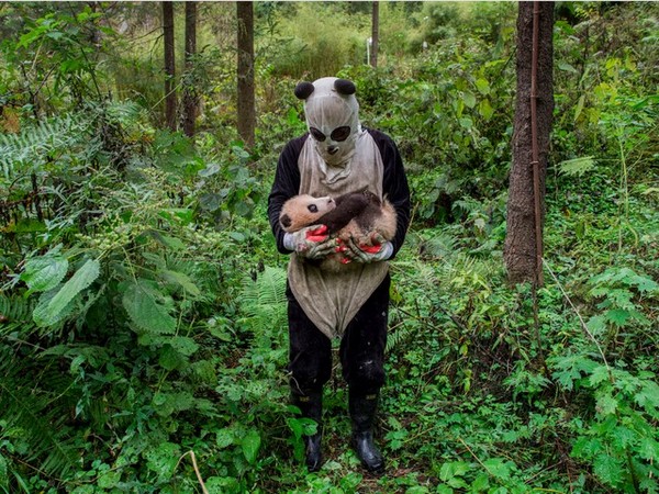 31. Tác phẩm: Pandas Gone Wild. Nhiếp ảnh gia: Ami Vitale (Mỹ). Hạng: Chuyên nghiệp. Thể loại: Thiên nhiên