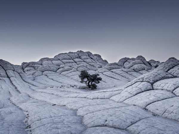 10. Tác phẩm: Lonely Tree. Nhiếp ảnh gia: Tom Jacobi (Đức). Hạng: Chuyên nghiệp. Thể loại: Quang cảnh
