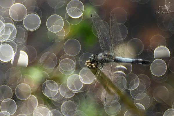 11 ong kinh dang cap nhat trong lich su nhiep anh 13 2