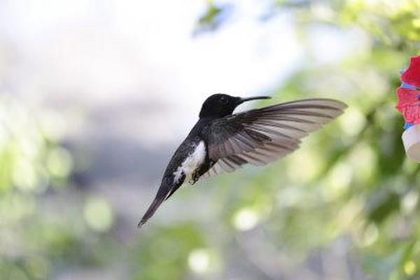 Cách dùng chức năng Wifi của máy ảnh canon 37 cach dung chuc nang wifi cua may anh canon 12 2