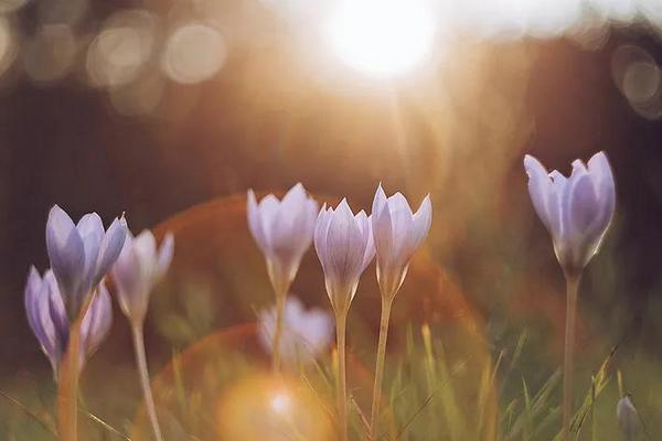 Một số ống kính có bokeh đặc biệt mà bạn nên biết 78 mot ong kinh co bokeh dac biet ma ban nen biet 18 2