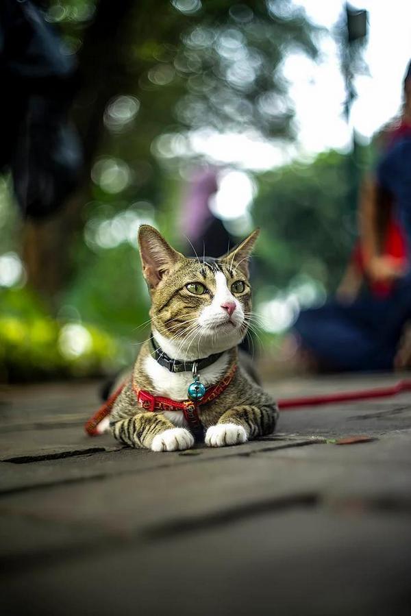 Một số ống kính có bokeh đặc biệt mà bạn nên biết 80 mot ong kinh co bokeh dac biet ma ban nen biet 20 1