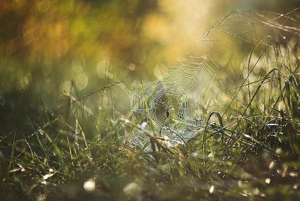 Một số ống kính có bokeh đặc biệt mà bạn nên biết 88 mot ong kinh co bokeh dac biet ma ban nen biet 28 1