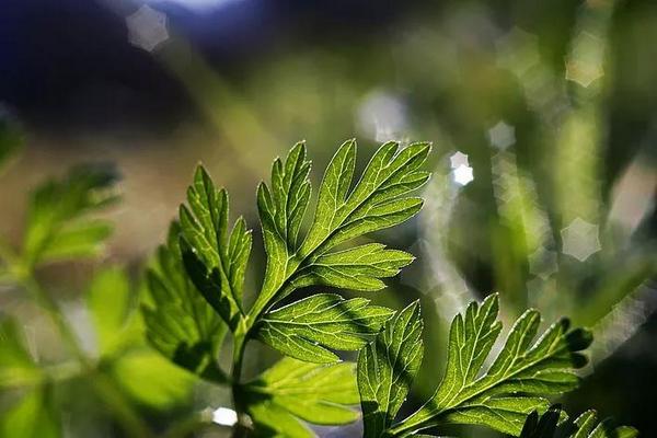 Một số ống kính có bokeh đặc biệt mà bạn nên biết 101 mot ong kinh co bokeh dac biet ma ban nen biet 41 2