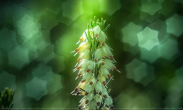 Một số ống kính có bokeh đặc biệt mà bạn nên biết 103 mot ong kinh co bokeh dac biet ma ban nen biet 43 1