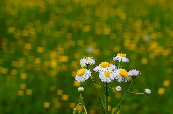 Một số ống kính có bokeh đặc biệt mà bạn nên biết 106 mot ong kinh co bokeh dac biet ma ban nen biet 46 1
