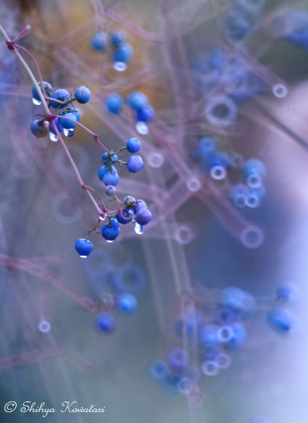 Một số ống kính có bokeh đặc biệt mà bạn nên biết 115 mot ong kinh co bokeh dac biet ma ban nen biet 55 1