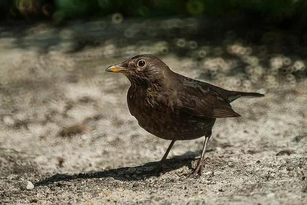 Một số ống kính có bokeh đặc biệt mà bạn nên biết 116 mot ong kinh co bokeh dac biet ma ban nen biet 56 1