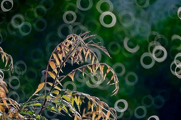 Một số ống kính có bokeh đặc biệt mà bạn nên biết 117 mot ong kinh co bokeh dac biet ma ban nen biet 57 1