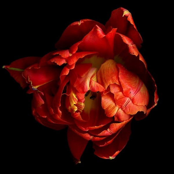 Những ý tưởng chụp ảnh tĩnh sáng tạo và khơi nguồn cảm hứng 22 nhung y tuong chup anh tinh sang tao va khoi nguon cam hung 10 2