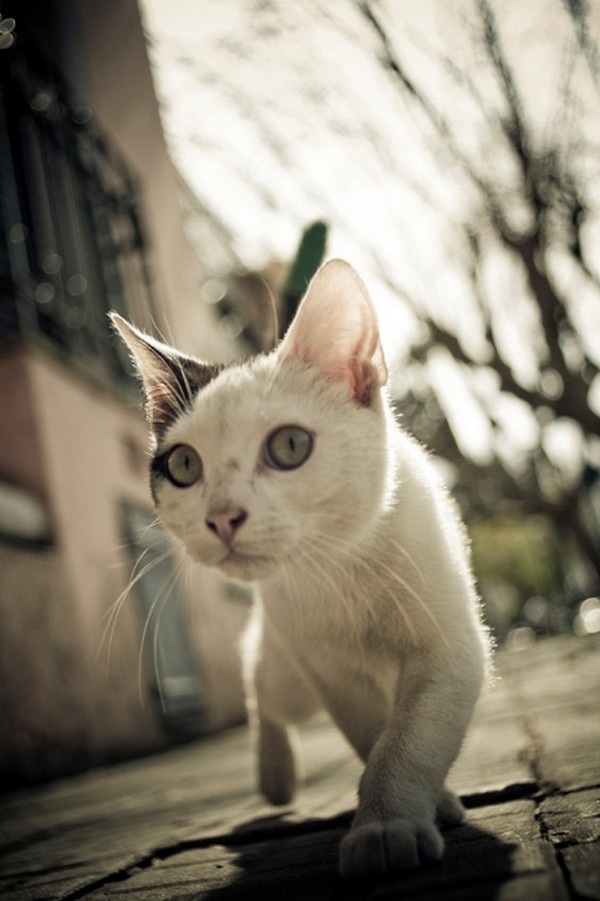 cac goc chup anh sang tao giup anh dep hon 8 1