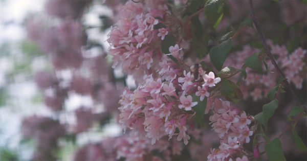 Lens giá rẻ chụp ảnh cho Bokeh vuông lạ mắt 8 lens gia re chup anh cho bokeh vuong la mat 1 1