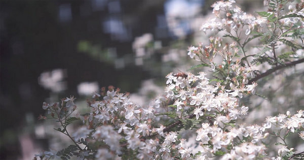 Lens giá rẻ chụp ảnh cho Bokeh vuông lạ mắt 10 lens gia re chup anh cho bokeh vuong la mat 3 1