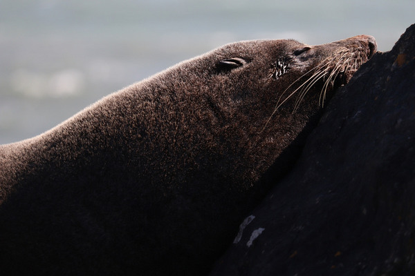 canon eos 77d chinh thuc ra mat 4 1