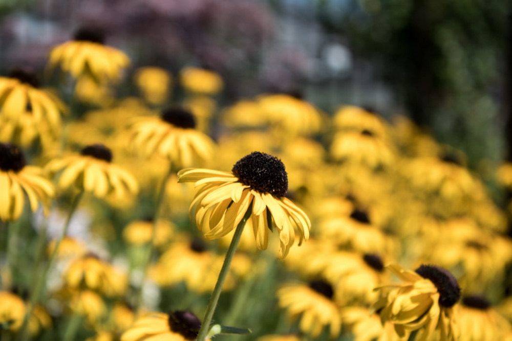 Ảnh chụp bằng ống kit 18-55, ở tiêu cự 55mm, ISO 100, 1/400, f/5.6