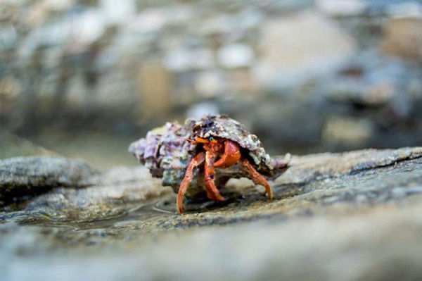 Meyer-Optik hồi sinh ống kính Lydith 30mm f/3.5 13 meyer optik hoi sinh ong kinh lydith 30mm f3 5 5 1