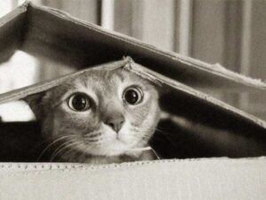 su mo tao nen anh street life dep