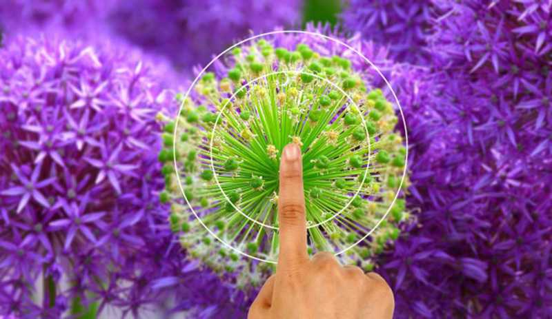 Cơ chế lấy nét tự động trên smartphone hiện nay 8 co che lay net tu dong tren smartphone hien nay 1 1