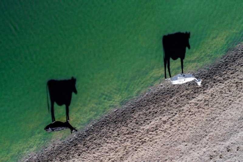 Hai con bò đang đi uống nước vào buổi sáng tại Nam Phi và bóng của chúng in xuống mặt nước thật ấn tượng. Tác giả LukeMaximoBell