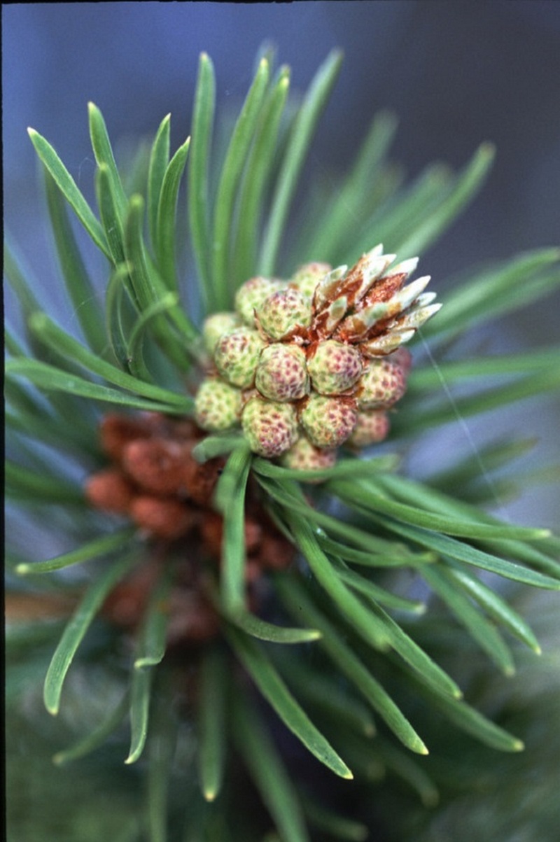 Khi chụp ảnh macro những bông hoa bạn sẽ thấy rõ DOF thực sự rất nhỏ