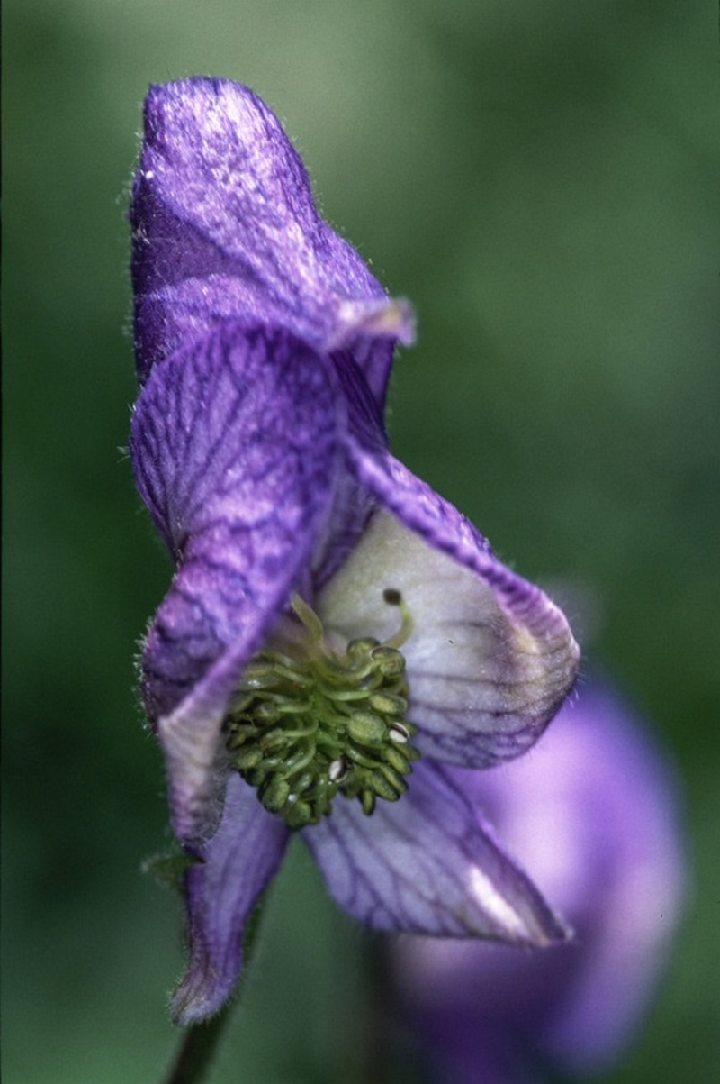 Ảnh macro chụp từ camera của một chiếc iPhone