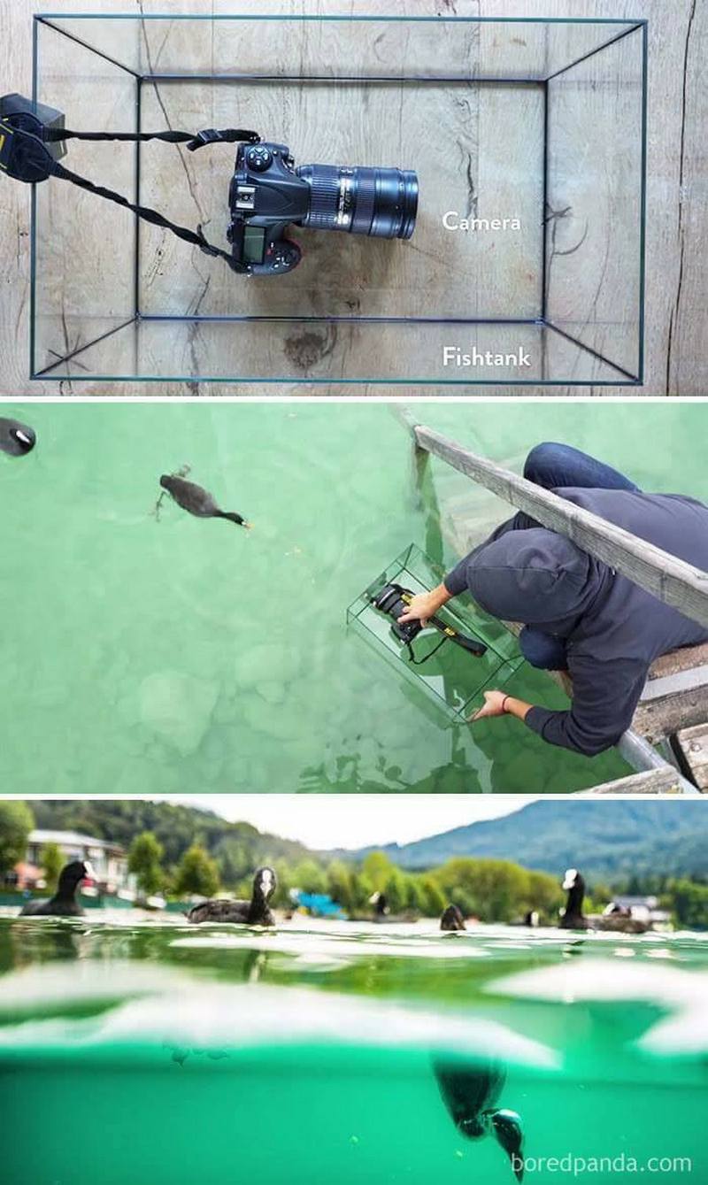10 bức ảnh đẹp như Photoshop được chụp bằng đạo cụ rẻ tiền và dễ kiếm 19 8. Để chụp những bức ảnh chia đôi giữa trên cạn và dưới nước như thế này, các nhiếp ảnh gia hay dùng hồ cá.