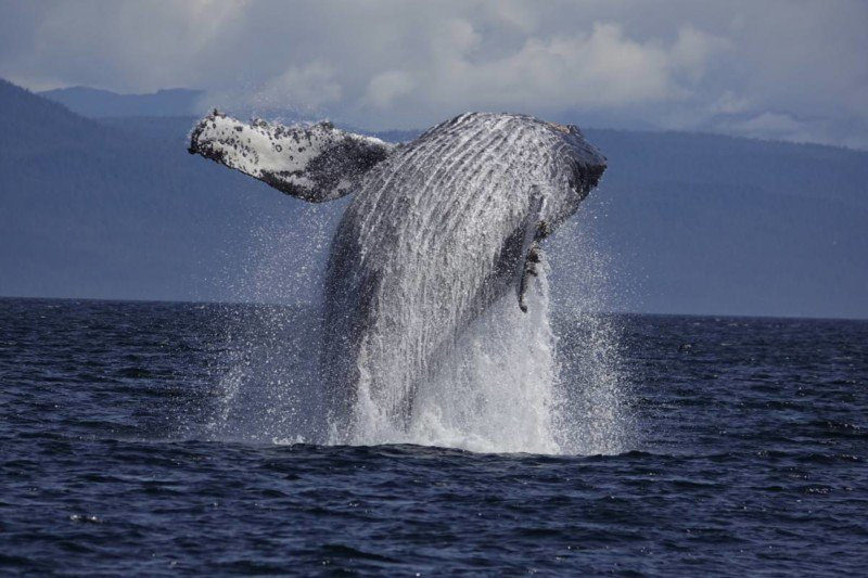 Sony trình làng RX10 IV tốc độ chụp siêu nhanh 24fps 21 sony trinh lang rx10 iv toc chup sieu nhanh 24fps lens 24 600mm 9 2