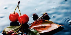 bo anh tinh vat mua thu tuyet dep cua nu nhiep anh gia nguoi nga 11 3