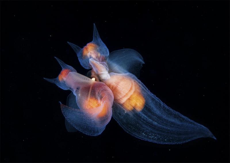 Tác phẩm của nhiếp ảnh gia Andrey Narchuk, về một cặp "thiên thần biển" đang "yêu" tại biển Okhotsk, Nga. Đây là một loài nhuyễn thể lưỡng tính, dài khoảng 3cm. Chúng sẽ giữ nguyên tư thế này trong 20 phút, trước khi đẻ khoảng 30 - 40 trứng sau đó.