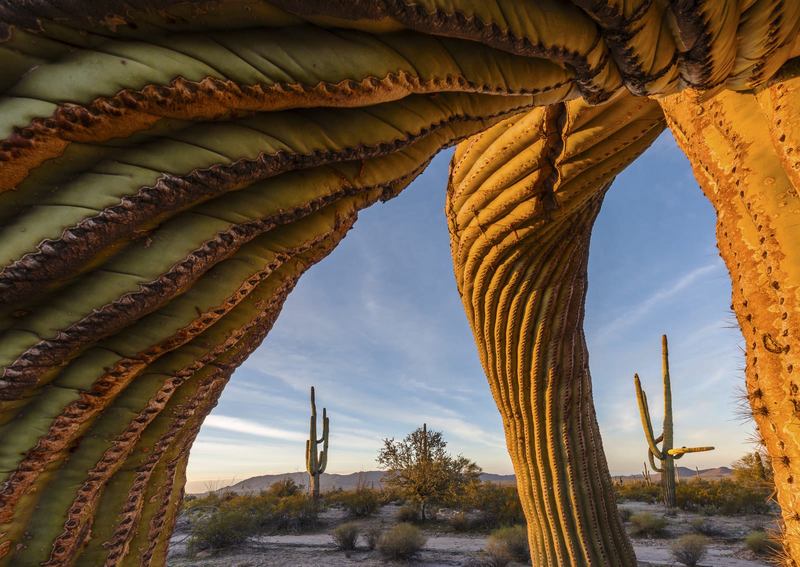 Hình ảnh hiếm thấy về xương rồng saguaro tại sa mạc Sonoran. Cụm xương rồng này có lẽ đã 200 tuổi. Chúng mọc rất chậm, trong khi rễ cây đâm sâu và trải rộng dưới lòng đất. Tác phẩm này do Jack Dykinga thực hiện.