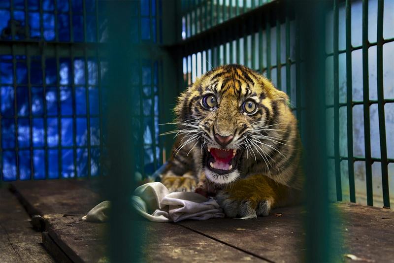 Một chú hổ Sumatran 6 tháng tuổi do Steve Winter thực hiện. Chú được tìm thấy tại rừng mưa Aceh thuộc Indonesia, khi đang mắc kẹt trong bẫy gấu. Người ta buộc phải cắt bỏ chân chú, và giờ chú sẽ buộc phải dành cả cuộc đời trong sở thú.