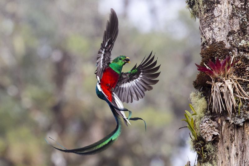 Hình ảnh một chú chim resplendent quetzal tại Costa Rica đang kiếm mồi cho hai chim non. Bức hình do Tyohar Kastiel thực hiện. Kastiel đã phải đợi ngày qua ngày, ngồi cùng một vị trí, mặc cùng một bộ quần áo để đôi chim không sợ anh.