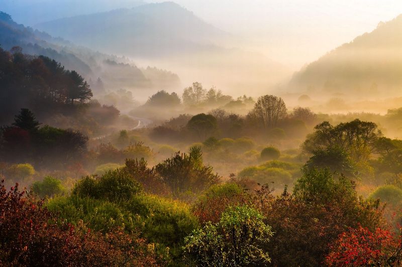 Một buổi sáng mù sương tuyệt đẹp ở chân núi nằm ở quận Gangwon, Hàn Quốc.