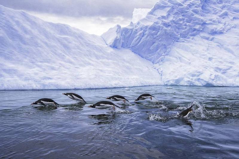 Chim cánh cụt Gentoo săn bắn trong vùng nước mát lạnh của Nam Cực.