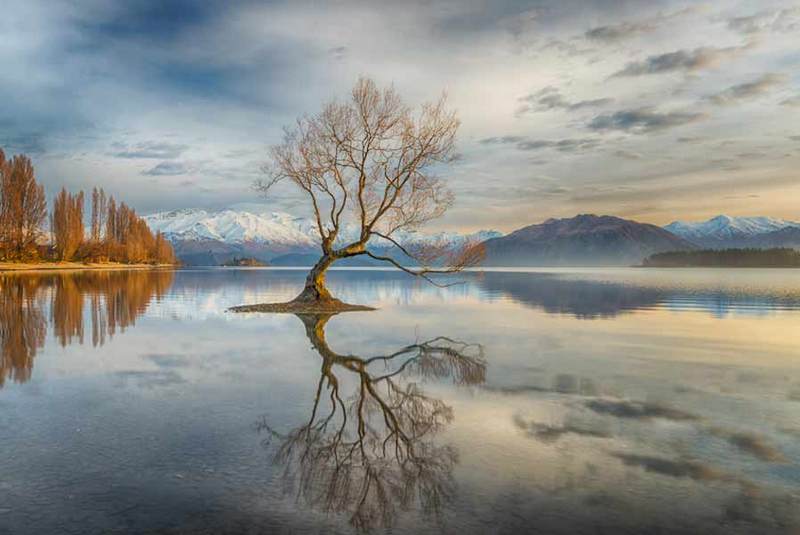 Nhiếp ảnh gia Linda Cutche nói: "Tôi đã nghe nhiều về cái cây nổi tiếng này ở Wanaka Wanaka, New Zealand. Mặc dù rất nhiều người chụp nhưng tôi vẫn cố gắng có bức ảnh của riêng mình. Ảnh chụp vào một buổi sáng sớm trước khi mặt trời lên cao, khiến cây như tắm trong ánh sáng vàng".