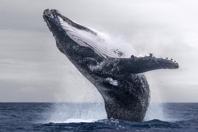 Bức ảnh vũ điệu cá voi của nhiếp ảnh gia John Tao đã đạt giải ba tại cuộc thi nhiếp ảnh của Trung Quốc.