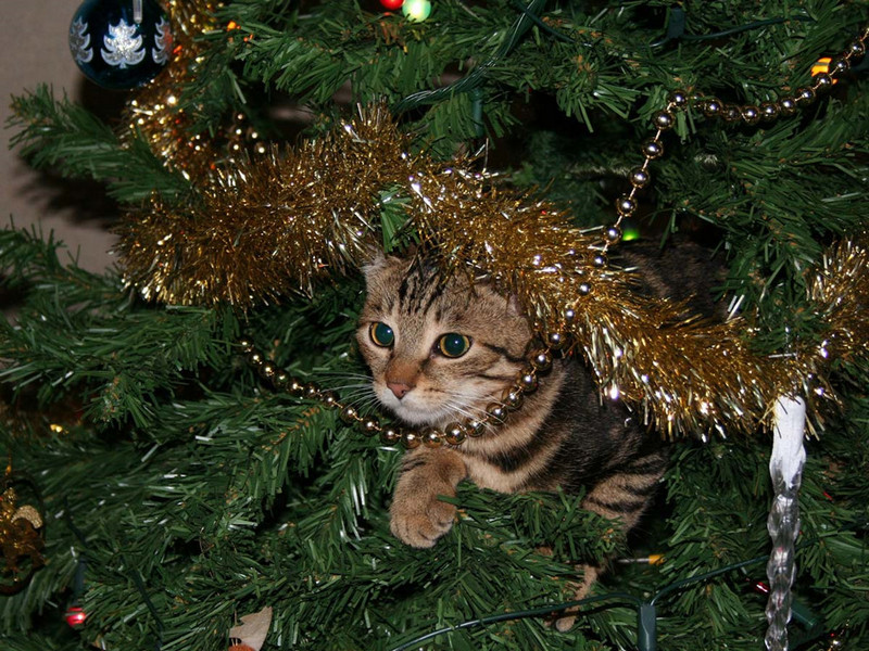 Những cách chụp ảnh đẹp mùa Giáng sinh 16 nhung cach chup anh dep mua giang sinh 3 1