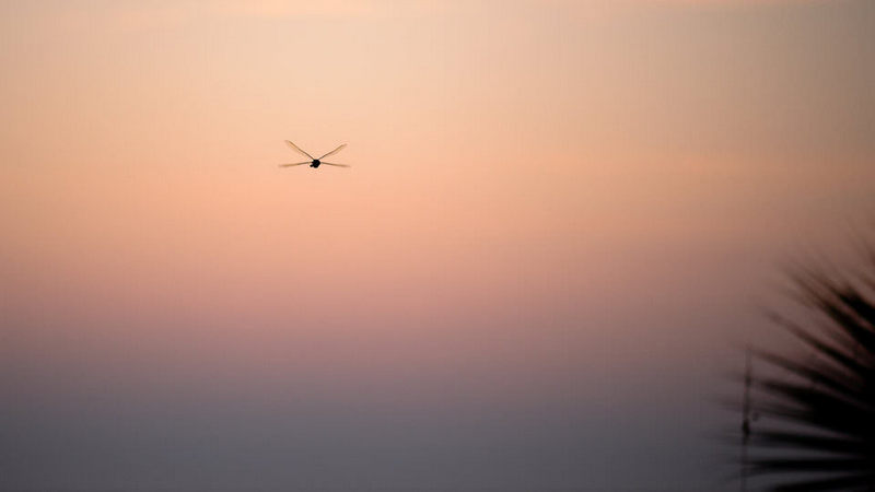 Tìm hiểu sâu các quy luật bố cục trong nhiếp ảnh 29 NIKON D800E + 105mm f/2.8 @ 105mm, ISO 400, 1/800, f/2.8