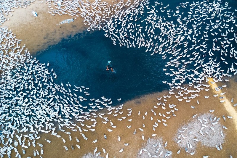 Ảnh chụp ở hạ lưu sông BA (thành phố Tuy Hòa, tỉnh Phú Yên, Việt Nam), nông dân đang nuôi vịt với số lượng lớn. Đàn vịt trắng đã “vẽ” nên một bức tranh thật đẹp trên dòng sông yên bình.