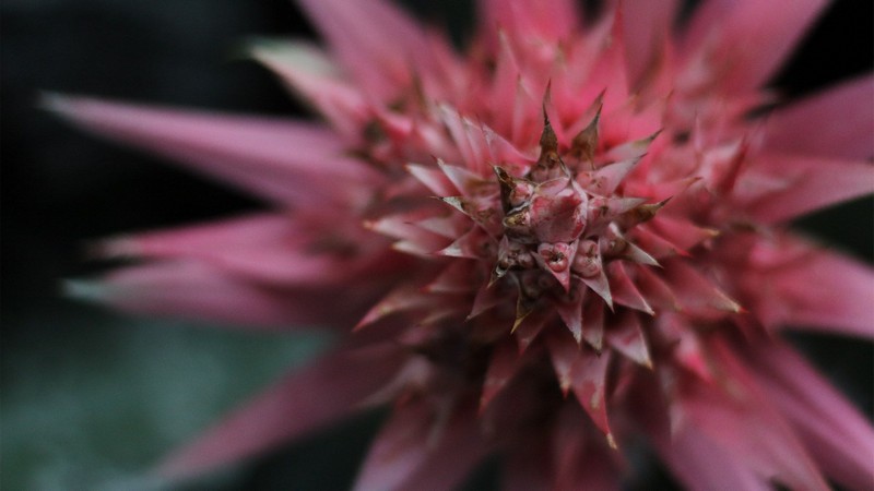 f/1.8, 1/250s, ISO 800.