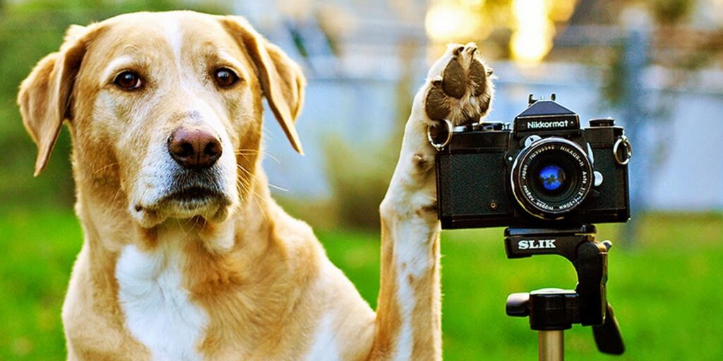 Những hình ảnh thú vị bằng cách kết hợp 2 bức ảnh không hề liên quan tới nhau 18 nhung hinh anh thu vi bang cach ket hop 2 buc anh khong lien quan toi nhau 17 3