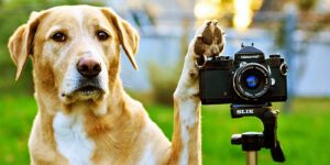 nhung hinh anh thu vi bang cach ket hop 2 buc anh khong lien quan toi nhau 17 3